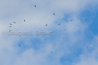 20140419-738B6755.jpg