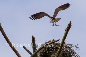 St. Clair Osprey nest 2013