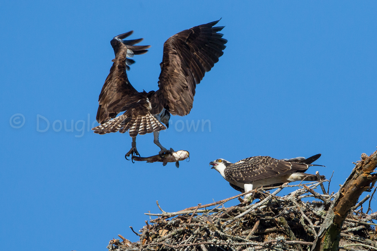 Ospreys * St. Clair Nest