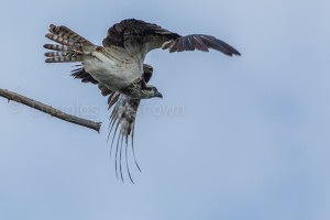 Female Osprey * St. Clair nest