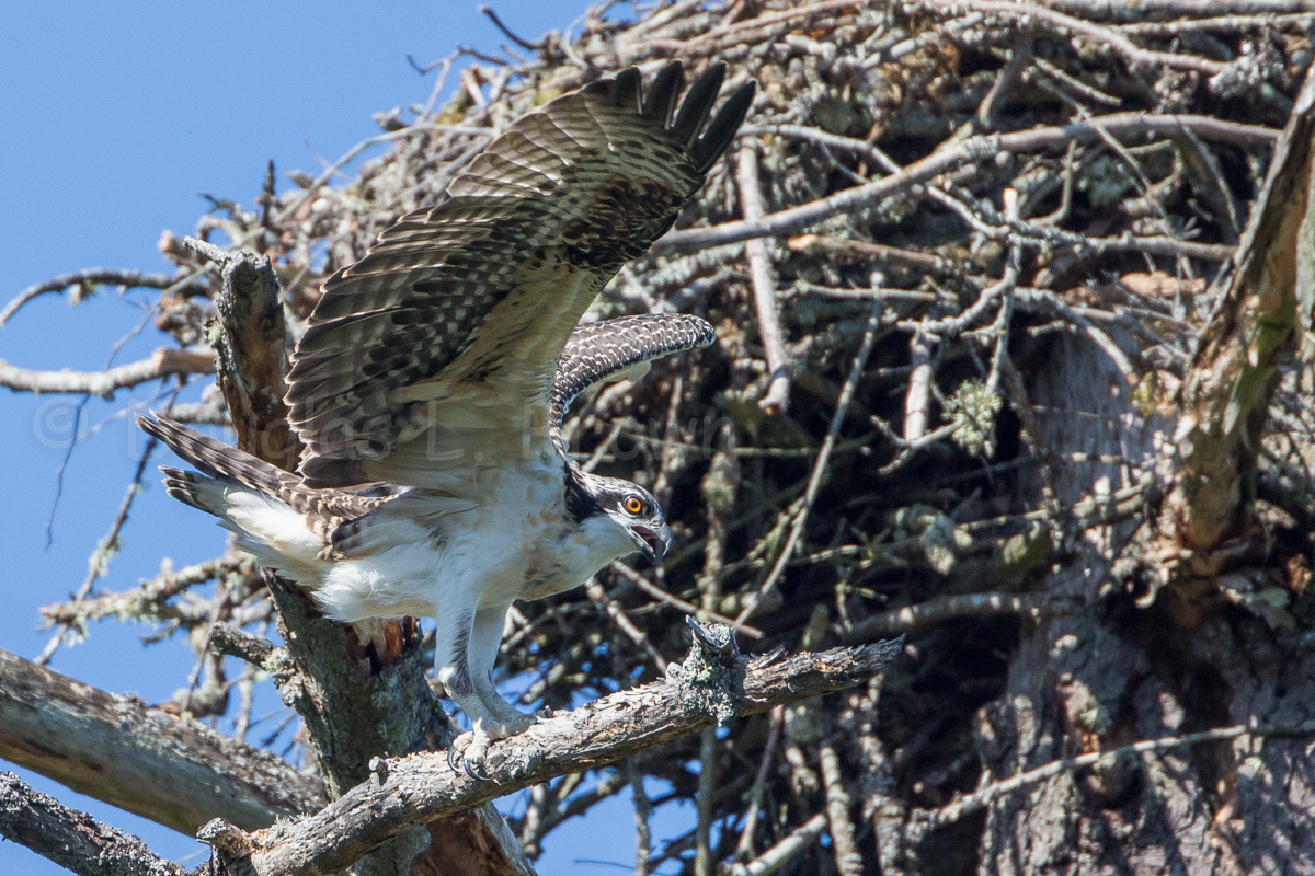Fedgling Osprey * St. Clair nest