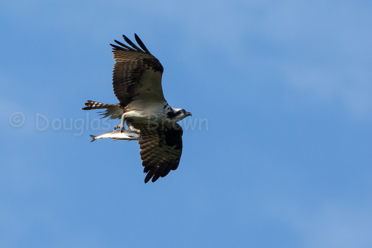Male Osprey * St. Clair Nest