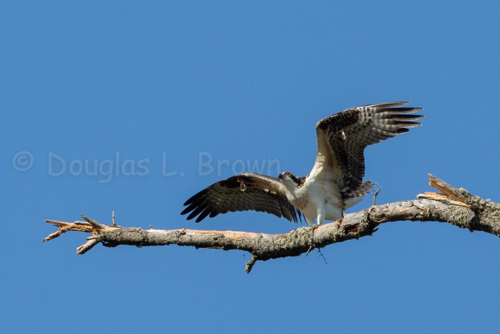 Fledgling Osprey * St. Clair nest