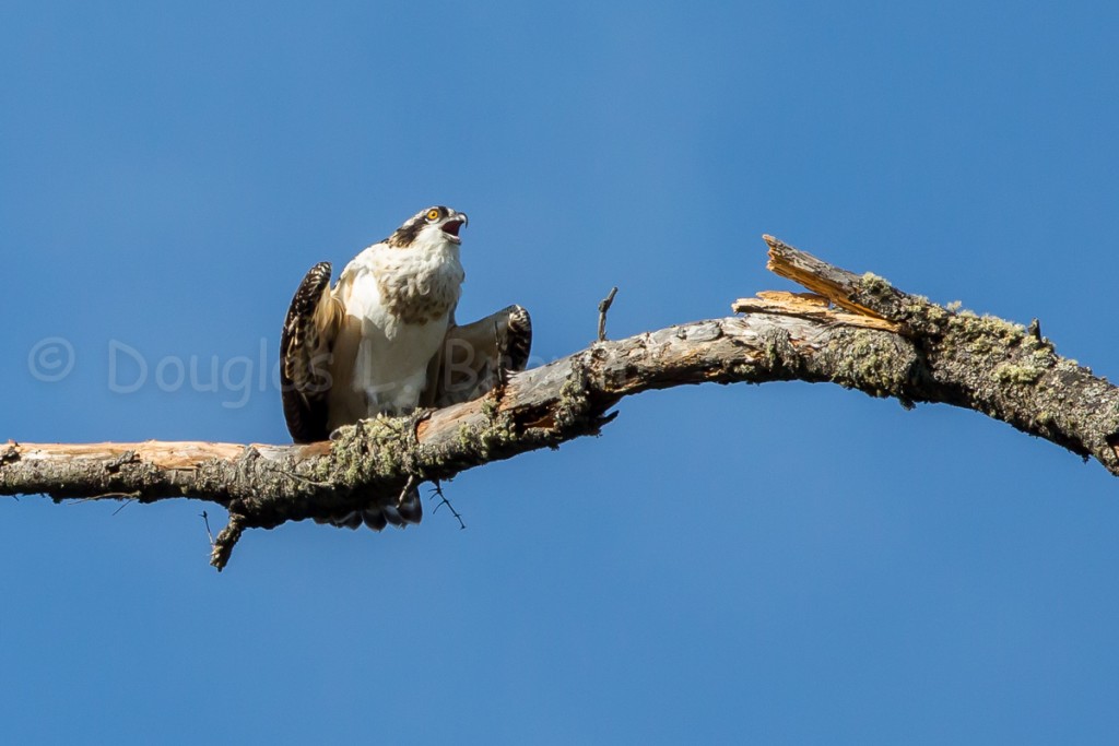 Fledgling Osprey * St. Clair nest